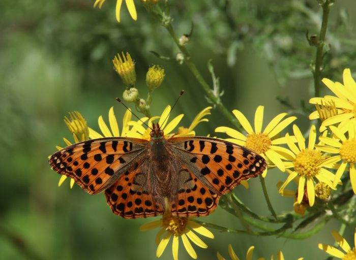 Biodiversidad en el entorno rural: clave para la vida sana